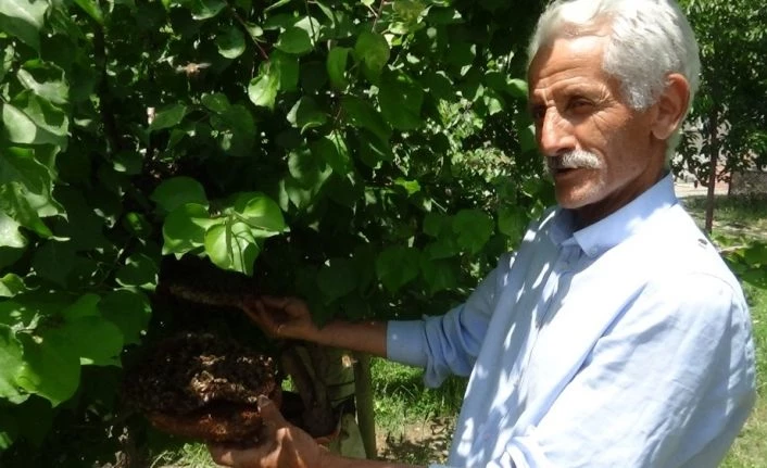 Hakkari’de arı kolonisi ağaca yuva yaptı