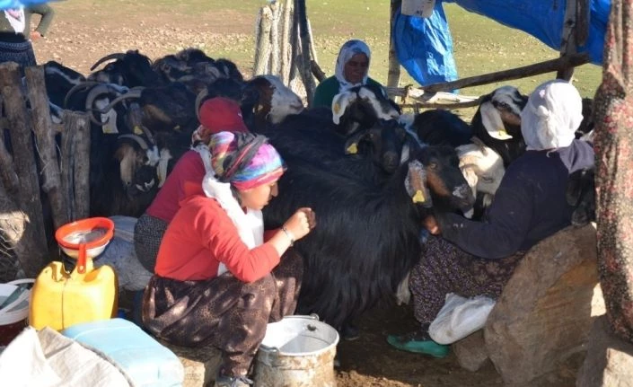 Kadınların yayladaki zorlu mesaisi başladı