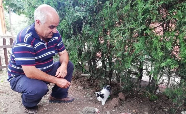 Kedi, yavru kirpiye sahip çıktı