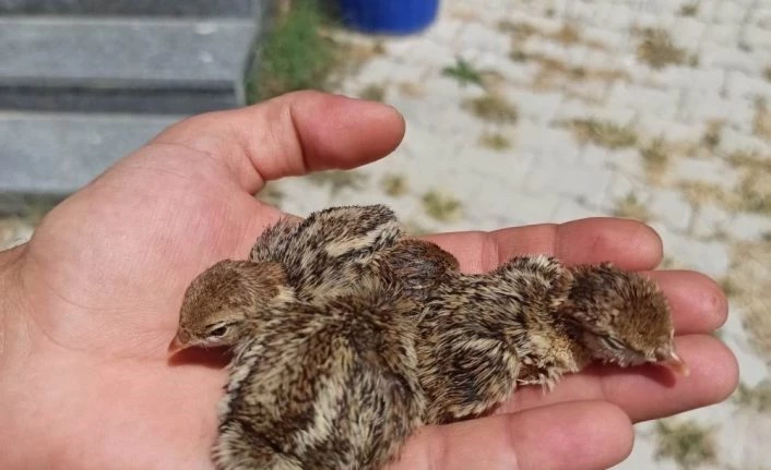 Van'da keklik avcısına para cezası