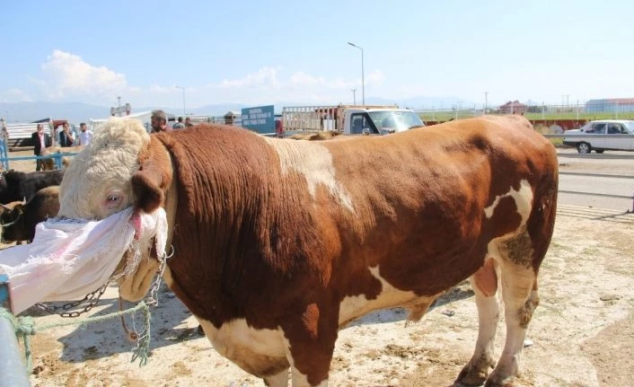 Kurbanlık alırken dikkat edilmesi gerekenler