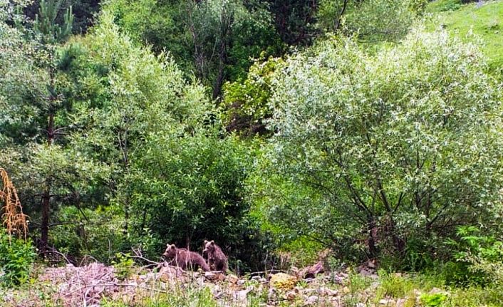 Ormanlık alanda görünen anne ayı ağaçların arasından ilerleyerek kayboldu