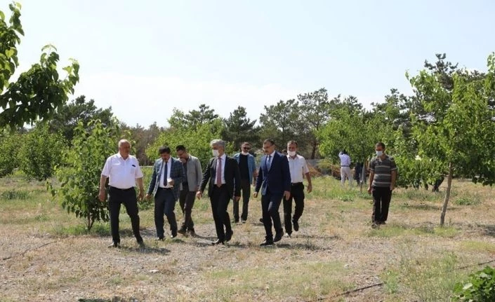 Üzümlü’de dut bahçesinde ipek böcekciliği yetiştiriciliği yapılacak
