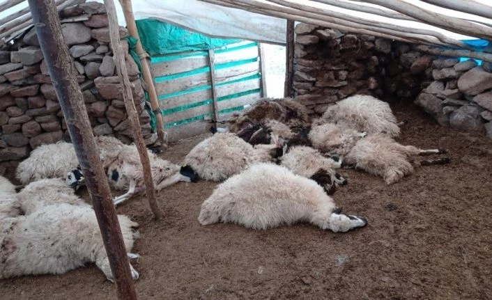 Tunceli’de bir ağılda 27 koyun izdihamdan telef oldu