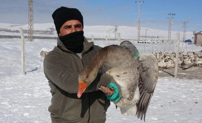 Van’dan Türkiye’nin dört bir yanına kaz eti