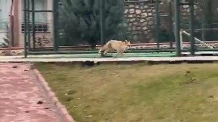 Aç kalan tilki yerleşim yerine indi