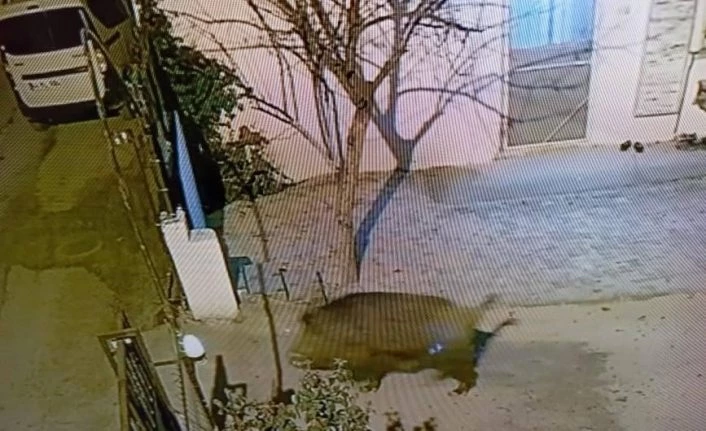 Darende’de domuzlar şehre indi