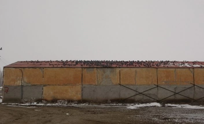 Dondurucu soğukta yem nöbeti