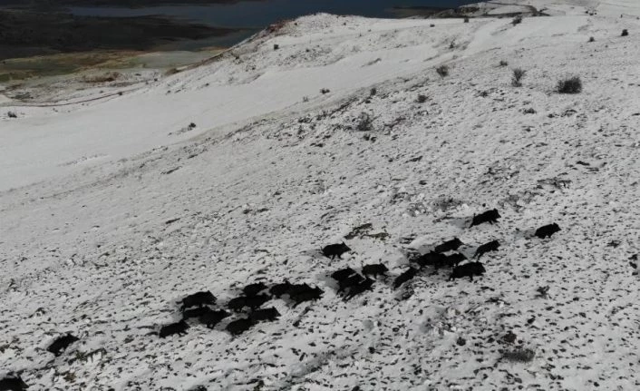Elazığ’da domuz sürüsünün kaçışları drone ile böyle görüntülendi