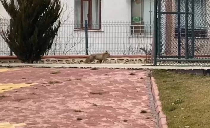 Elazığ’da tilki şehre indi, site bahçesinde gezdi