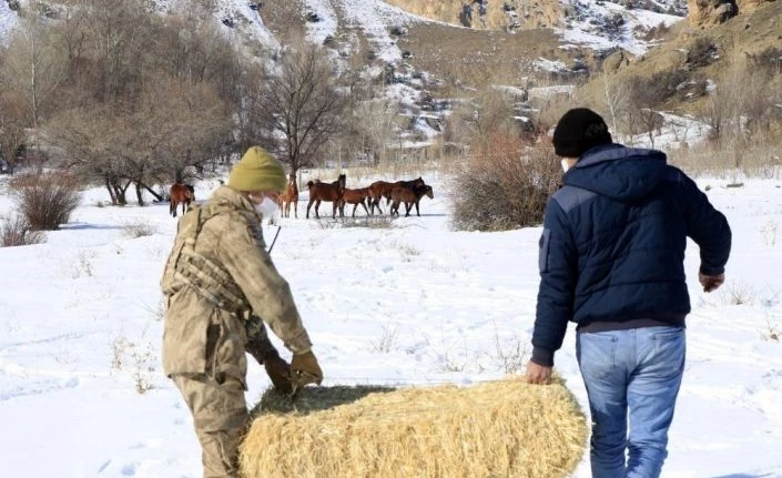 Erzincan’da yılkı atları için yem bırakıldı