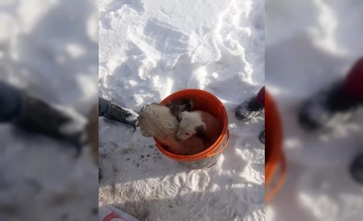 Fosseptik çukuruna düşen yavru köpekler kurtarıldı