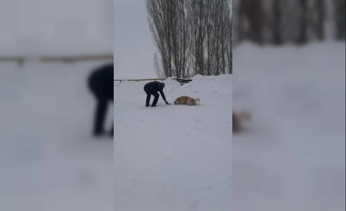 Güroymak Belediyesinden sokak hayvanlarına mama desteği