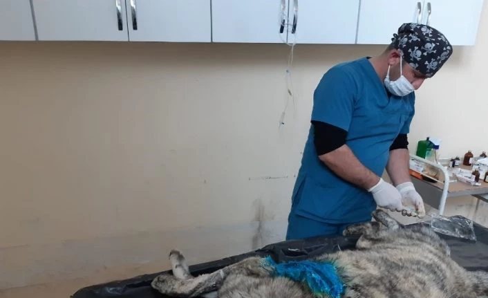 Hakkari belediyesi, vücudunda kesikler olan köpeği tedavi altına aldı