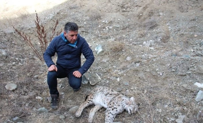Kaçak avcılar, vaşak vurdu