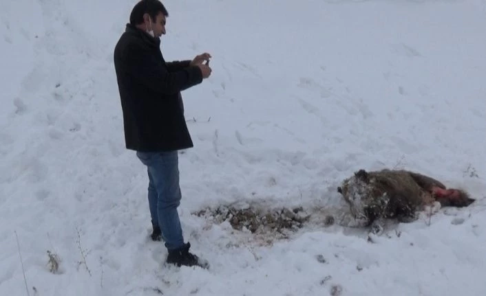 Kars’ta aç kalan kurtlar domuzlara saldırdı