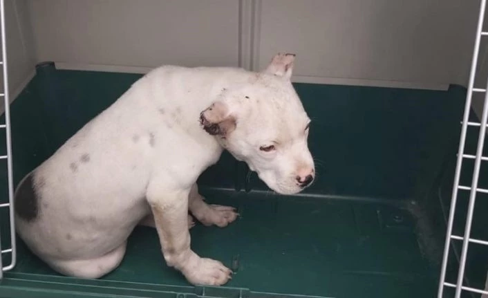 Kulakları kesilen Pitbull tedavi altına alındı
