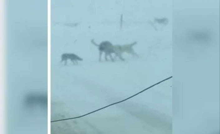 Tilki kaçtı köpekler kovaladı