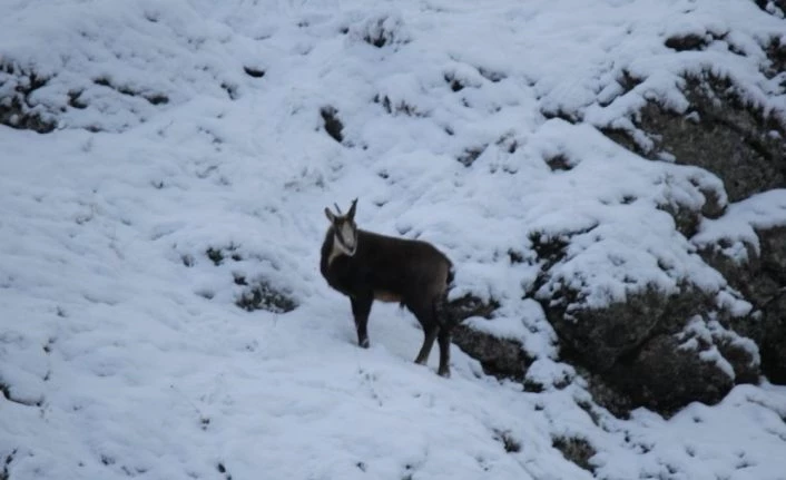 Tunceli’de koruma altındaki şamualar görüntülendi
