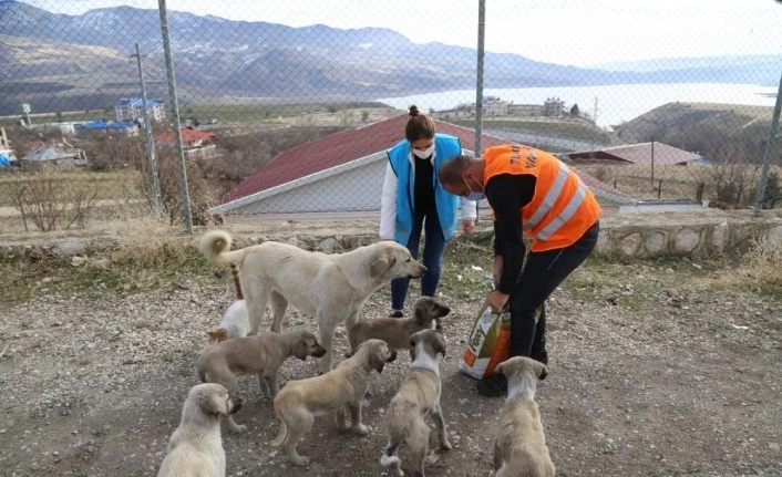 Tunceli’de sokak hayvanları için vefa ekibi görevde