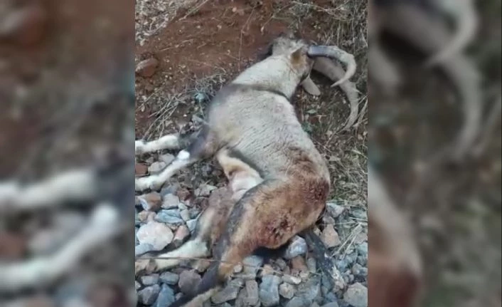 Tunceli’de vurulan dağ keçisi telef oldu