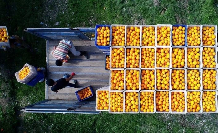 Turunçgillerde ihracat artışı için 