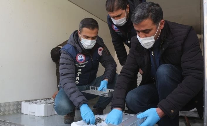 Van’da balon balığı denetimleri sürüyor
