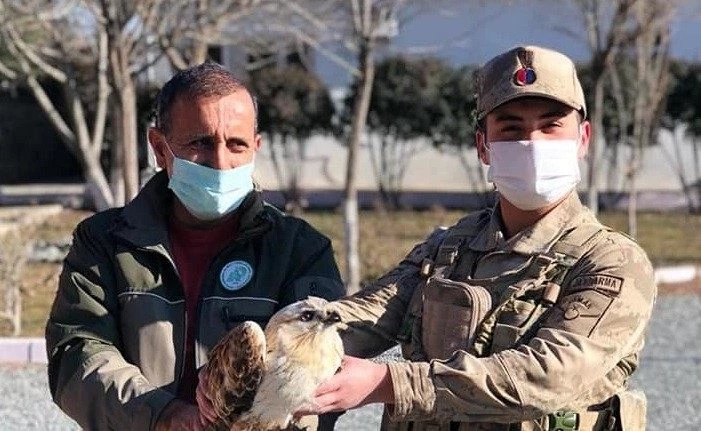 Yaralı, doğan kuşu tedavi altına alındı