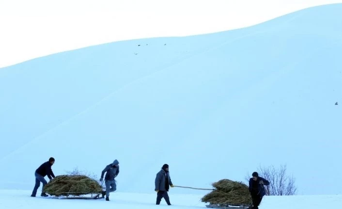 Yüksekovalı çiftçiler soğuk havaya rağmen dağdan kızakla ot taşıyor