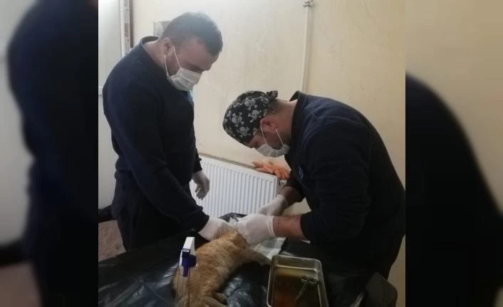 Ağzı yırtılan yavru kedi ameliyata alandı