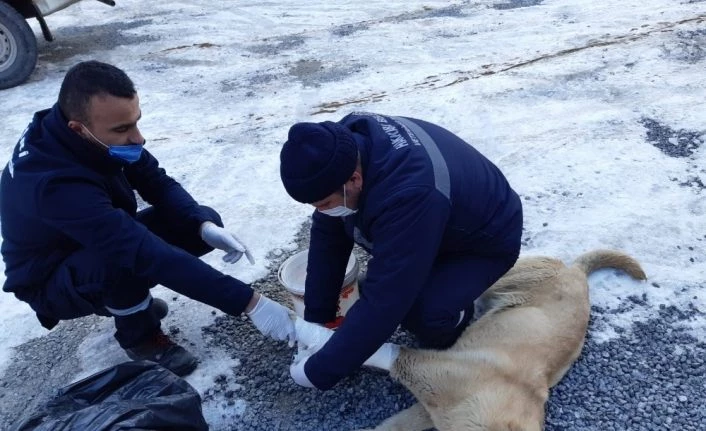 Aracın çarptığı köpeğe müdahale