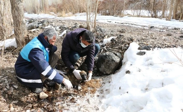 Boru içerisinde sıkışan yavru köpekler kurtarıldı