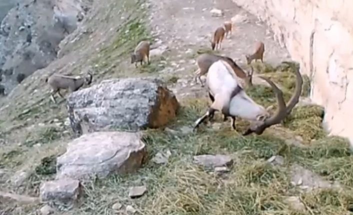 Doğaya bırakılan yemleri yiyen keçiler görüntülendi