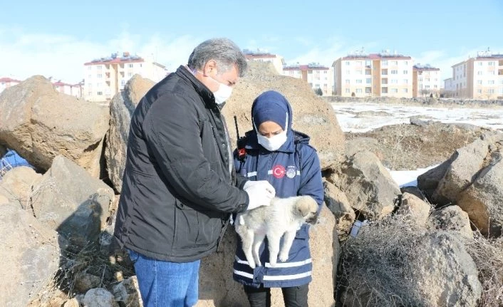 Erciş’te drone ile tespit edilen sokak hayvanları beslenerek aşıları yapıldı