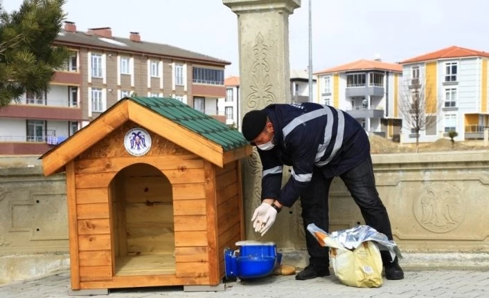 Erzincan’da sokak hayvanları için üretilen ahşap barınaklara mama bırakıldı