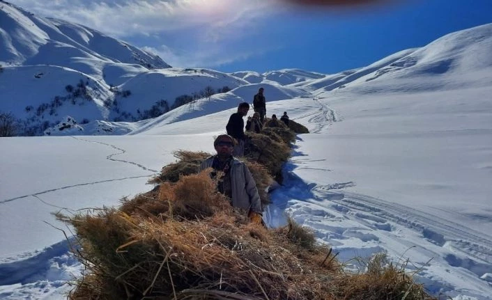 Hayvanlar için dağlardan kızaklarla ot taşıyorlar