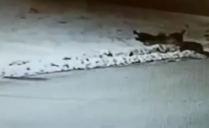 İlçe merkezine inen aç kurtlar, köpeği boğdu