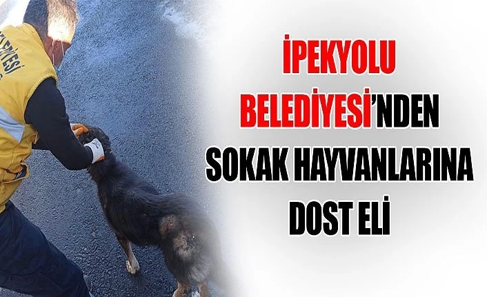 İpekyolu Belediyesi’nden Sokak hayvanlarına dost eli