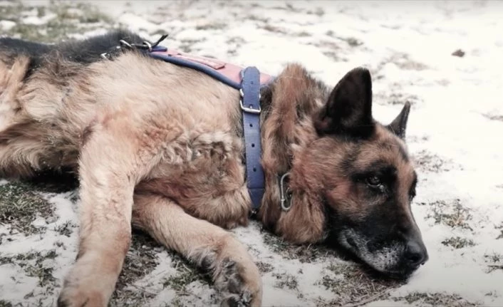 Jandarmadan en yaşlı görev köpeği 