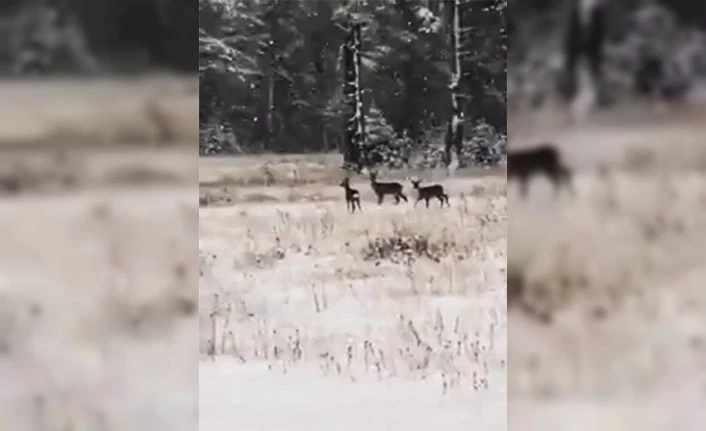 Karacalar doğal alanda görüntülendi