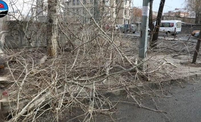 Kars’ta ağaçlar budanıyor
