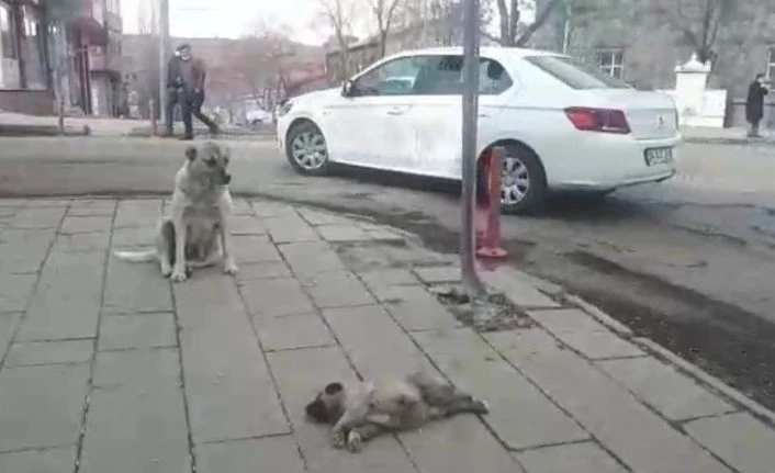 Kars’ta ölen yavrusunun başında bekleyen köpek yürekleri dağladı