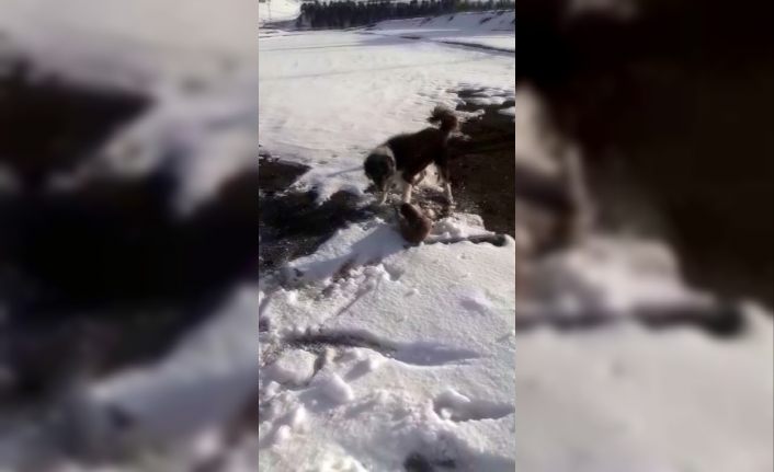 Köpeklerin parçalamaya çalıştığı su samuru son anda kurtuldu