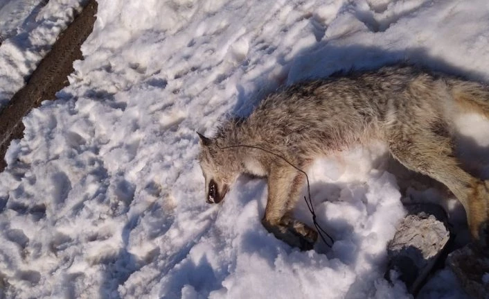 Köye inen kurdu sürüyü koruyan köpek öldürdü