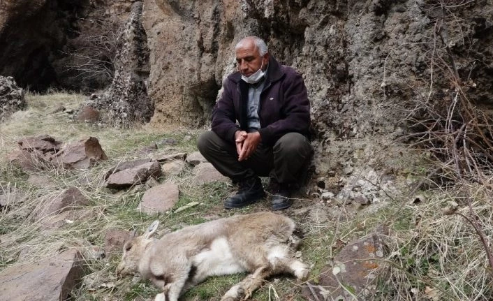 Tunceli’deki dağ keçisi ölümleri