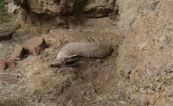 Tunceli’deki yaban keçisi ölümlerinin nedeni veba çıktı