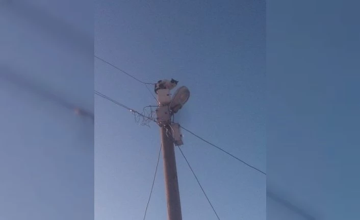 Van’da güldüren yardım çağrısı