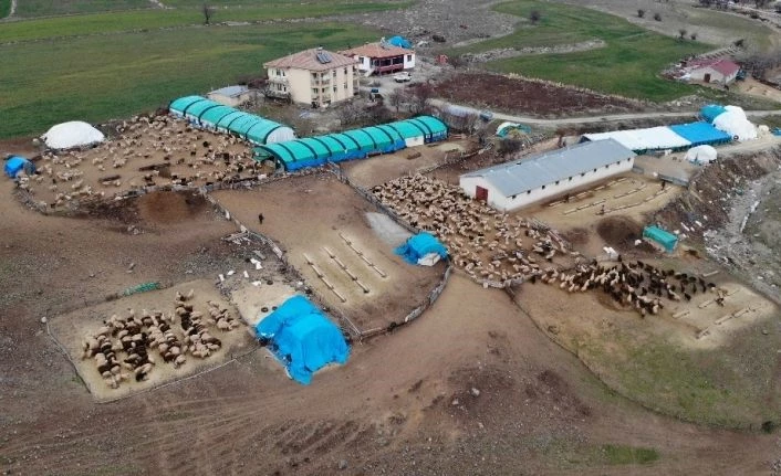 Yüzlerce kuzunun anneleriyle duygusal buluşması