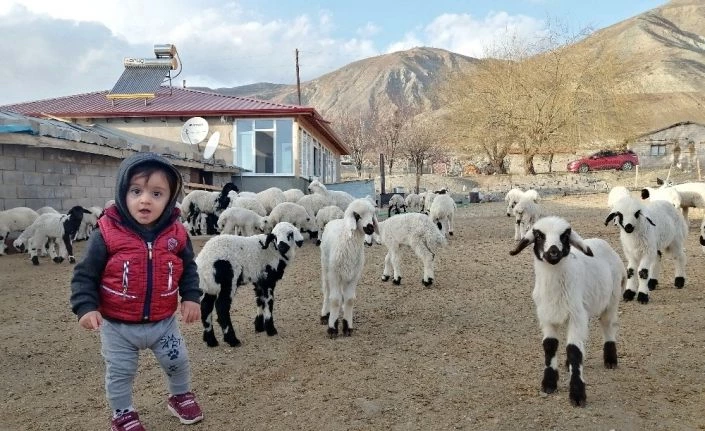 Ana kuzularının oyun keyfi