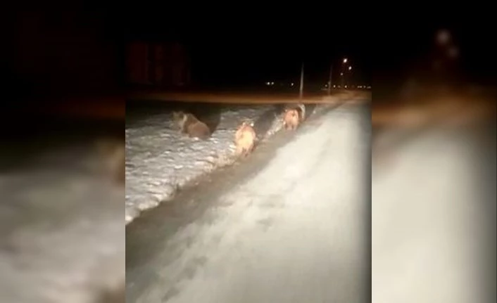 Van'da ayı sürüleri yola inmeye devam ediyor